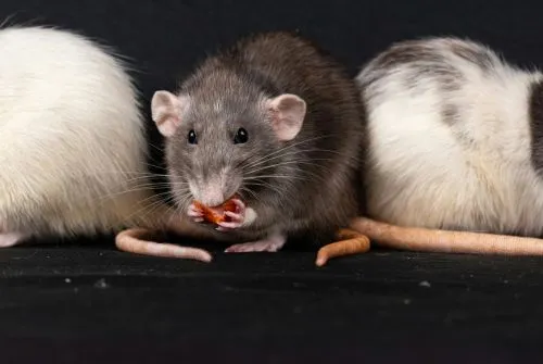 Najskuteczniejszy sposób na myszy – zapachy, które naprawdę działają