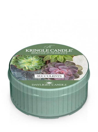 Kringle Candle Succulents Świeczka Daylight 42g