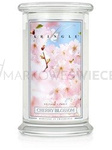 Kringle Candle Cherry Blossom Duża Świeca Zapachowa 624g