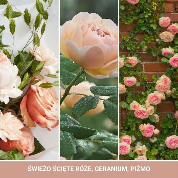 Yankee Candle Fresh Cut Roses Signature Duża Świeca 567g