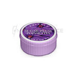 Kringle Candle Sugar Plum Poinsettia Świeczka Daylight 42g