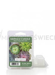 Kringle Candle Succulents Wosk Zapachowy 64g